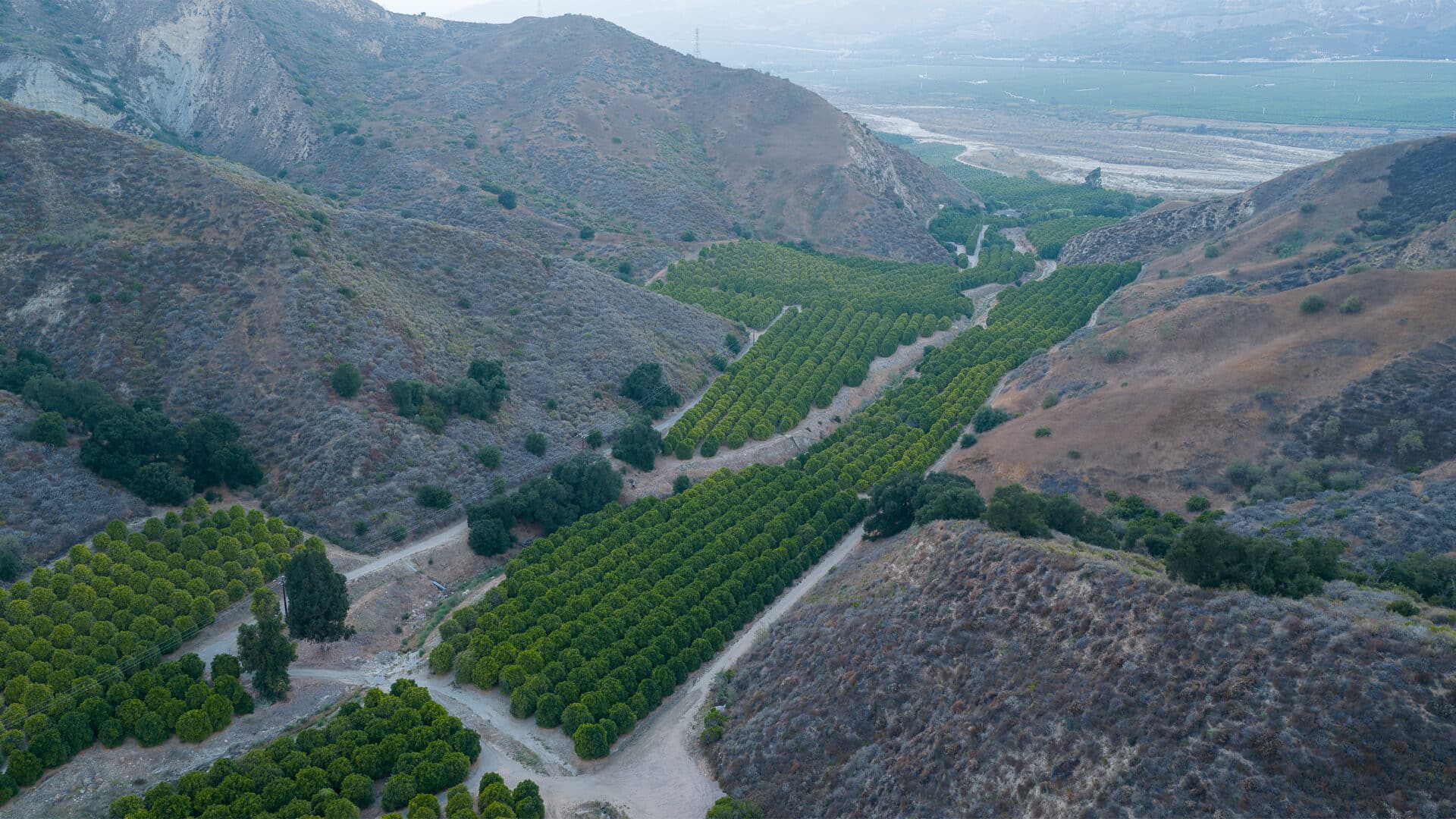 Streambed winding through the orchard canyon